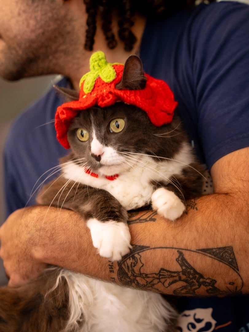Cat wearing a cute hat