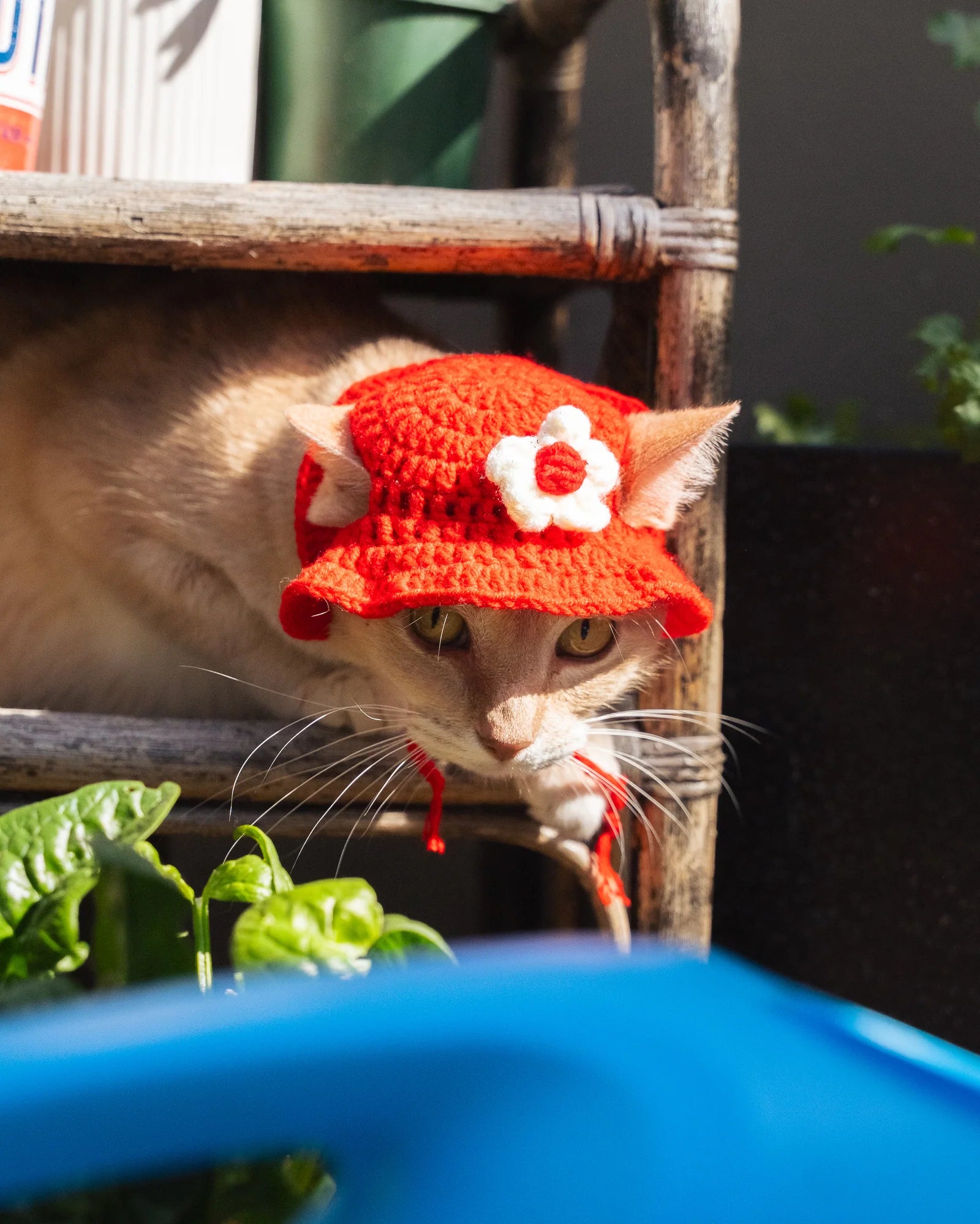 Cat wearing a cute hat